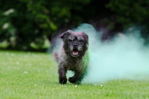 holi-colour-672714_1280